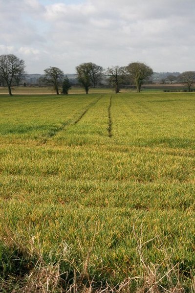 File:Field Near Lodge Farm - geograph.org.uk - 364730.jpg