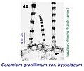 Ceramium gracillium var. byssoideum