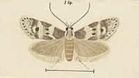 Illustration of male by Hudson. Fig 14 MA I437911 TePapa Plate-L-The-butterflies full (cropped).jpg