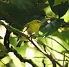 Fiji Whiteeye deVoeux jun08.JPG