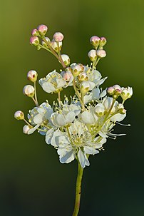 Inflorescence de spirée filipendule. (définition réelle 4 000 × 6 000)