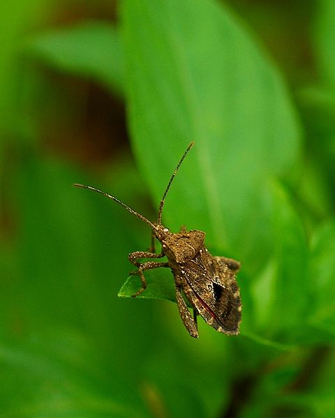 File:Flickr - JennyHuang - My first insect shot....jpg