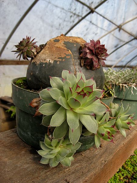 File:Flickr - brewbooks - Nice Succulents.jpg