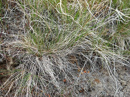 Tập_tin:Flickr_-_brewbooks_-_Short-Horned_Lizard_-_Umtanum_Ridge_hike_(1).jpg