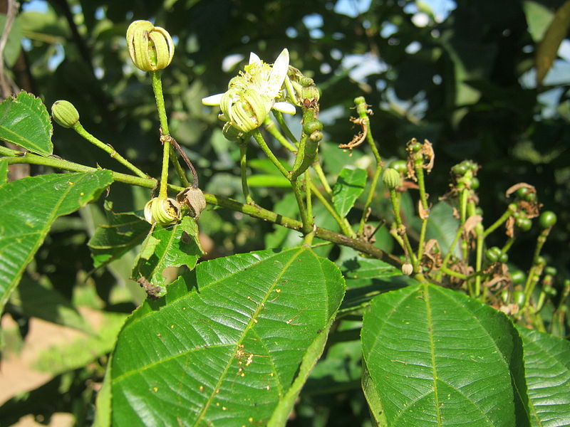 File:Flower of Celtis australis NP.JPG