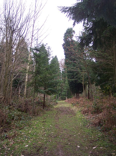 File:Footpath in Redleaf Wood - geograph.org.uk - 1700059.jpg