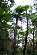 Fougère arborescente, Nouvelle-Calédonie, Île des Pins.
