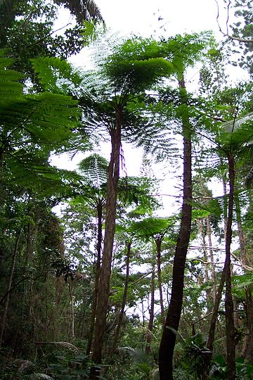 Selvas tropicales de Nueva Caledonia