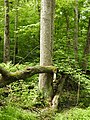 Trunk of a large pumpkin ash killed by emerald ash borer in Niagara Region, Ontario, Canada.