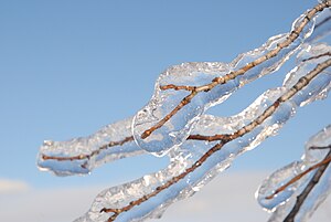 Freezing Rain on Tree Branch.jpg