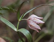 Flower of Fritillaria japonica