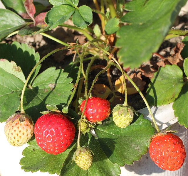 File:Fruits of Fragaria × ananassa.JPG