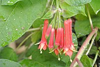 Fuchsia speciosa