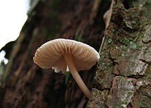 Fungi are a major group of osmotrophic organisms since Fungi degrade biomass. Fungi-05 (xndr).jpg