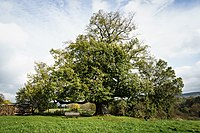 Linde am tiefen Weg