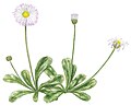 Bellis perennis, Gänseblümchen