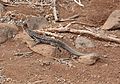 * Nomination Galápagos Lava Lizard (Microlophus albermarlensis barringtonensis), male, in Santa Fe Island, Galápagos National Park, Ecuador --Bgag 04:42, 2 March 2016 (UTC) * Promotion Good quality. --Johann Jaritz 04:45, 2 March 2016 (UTC)