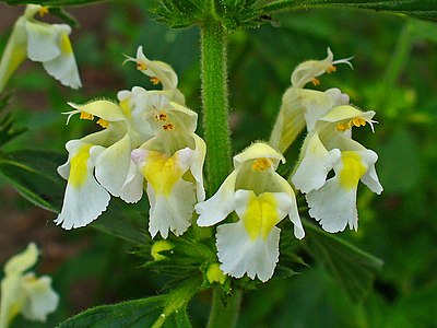 Galeopsis segetum Inflorescence