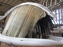 Fotografie z přední strany čelisti velryby - z horní čelisti míří směrem dolů dlouhé světle zbarvené kostice