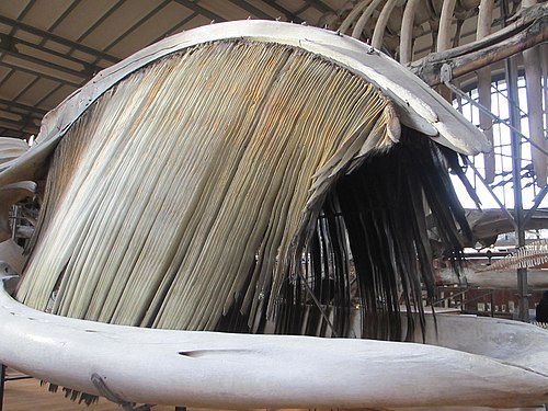 Fanon de Baleine franche australe (Eubalaena australis)dans la galerie de Paléontologie et d'Anatomie comparée, Paris