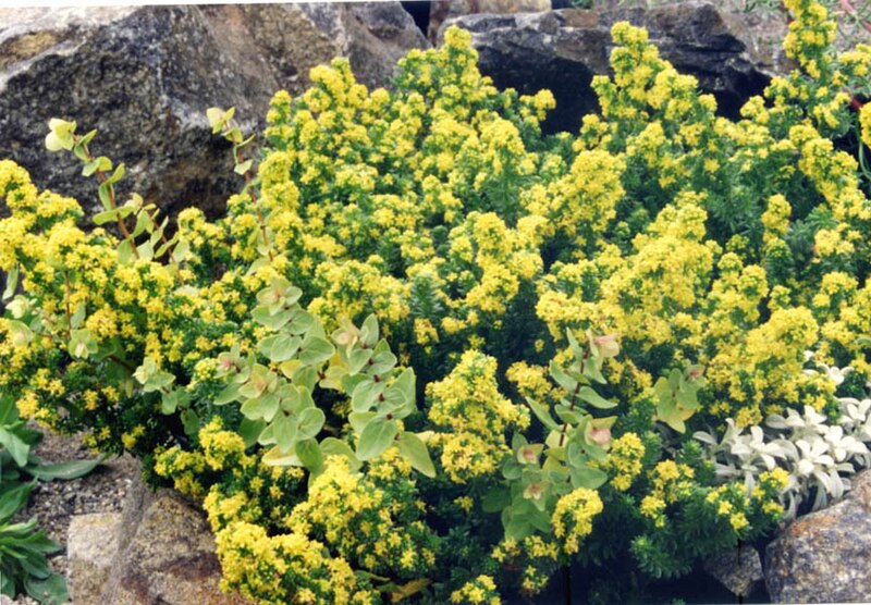 File:Galium arenarium.jpg