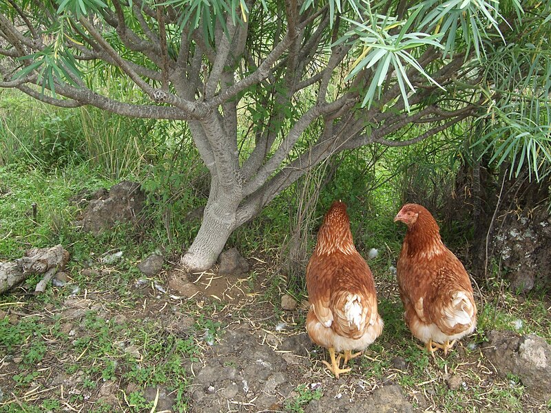 File:Gallinas comunes (2).JPG