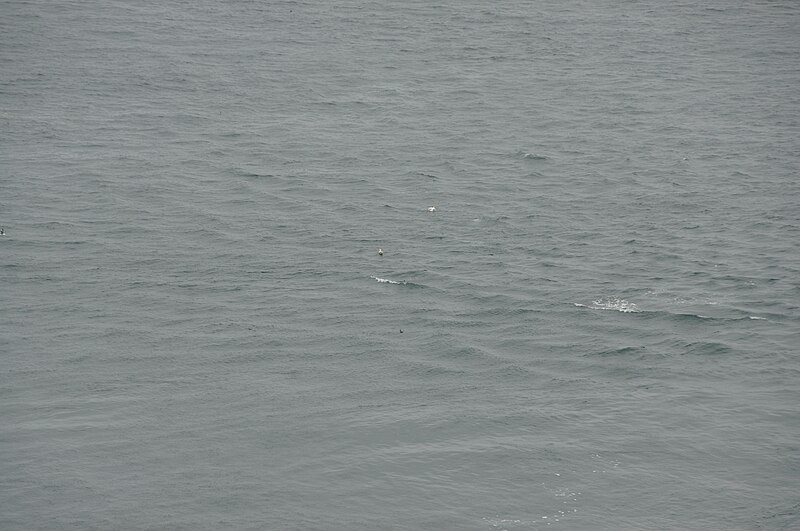 File:Gannets off Skomer (7470).jpg