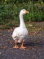 * Nomination White House Goose at the MD Canal in Bamberg --Ermell 07:18, 1 September 2019 (UTC) * Promotion Good quality. --D-Kuru 07:46, 1 September 2019 (UTC)