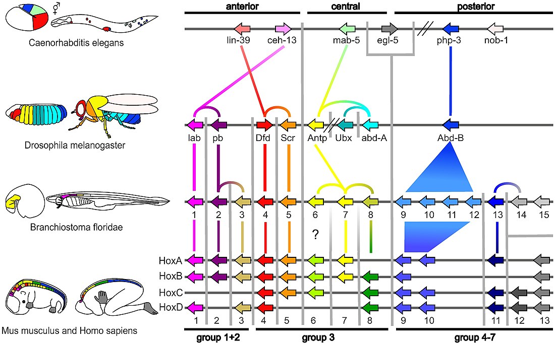 Biología evolutiva del desarrollo