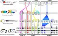 Image 23Homologous hox genes in such different animals as insects and vertebrates control embryonic development and hence the form of adult bodies. These genes have been highly conserved through hundreds of millions of years of evolution. (from Evolutionary developmental biology)