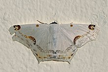 Бабочка геометрическая (Sericoptera mahometaria) .jpg