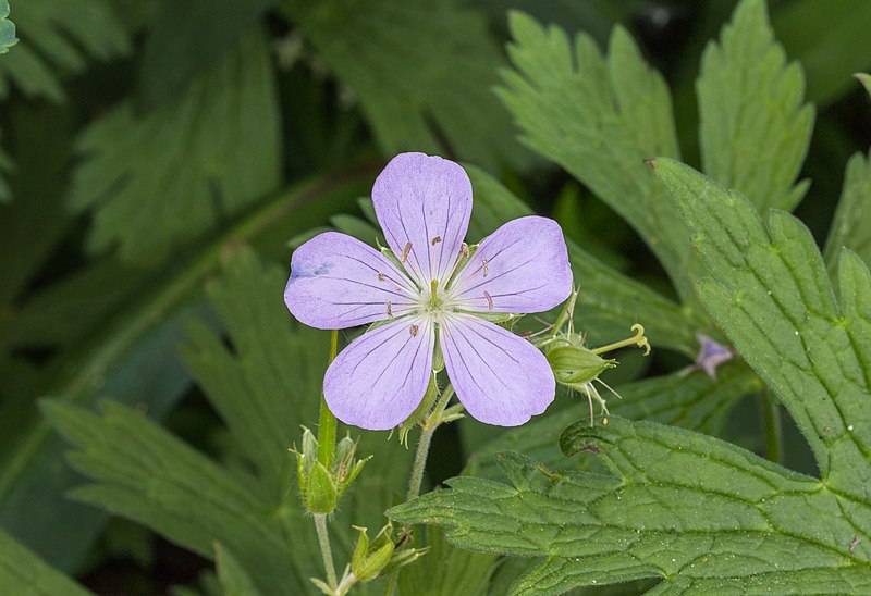 File:Geranium cultivar lila. actm 02.jpg