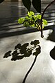 Geranium leaves and their shadow.jpg