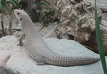 Sudan plated lizard (Broadleysaurus major) Gerrhosaurus major.jpg