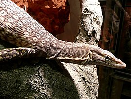 Varanus tristis