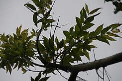 Το είδος Ginoria nudiflora