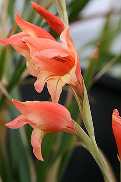 Gladiolus dalenii.jpg