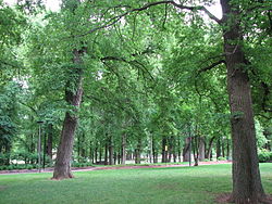 Glebe Park, Canberra.jpg