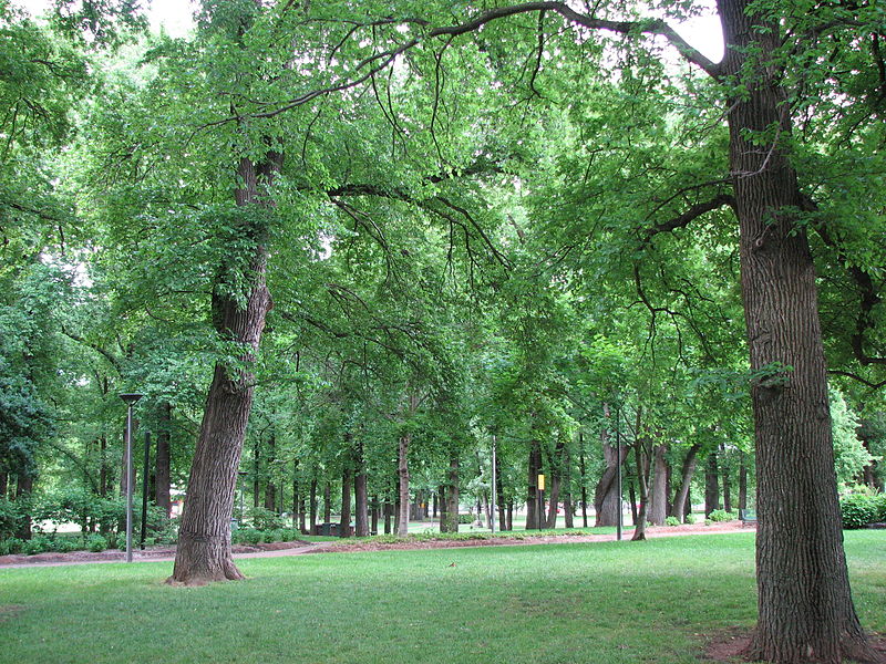 File:Glebe Park, Canberra.jpg