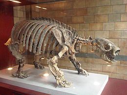 Glossotherium robustum csontváz a londoni Természettudományi Múzeumban