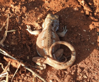 <i>Ctenophorus parviceps</i> Species of lizard