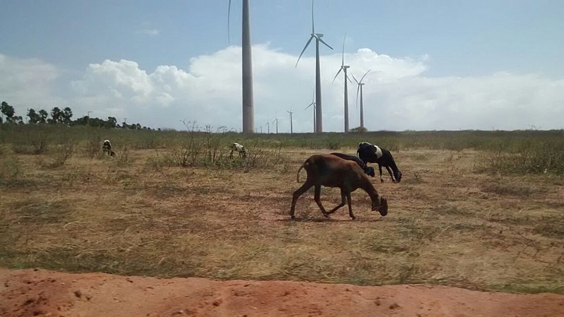 File:Goats feeding on.jpg