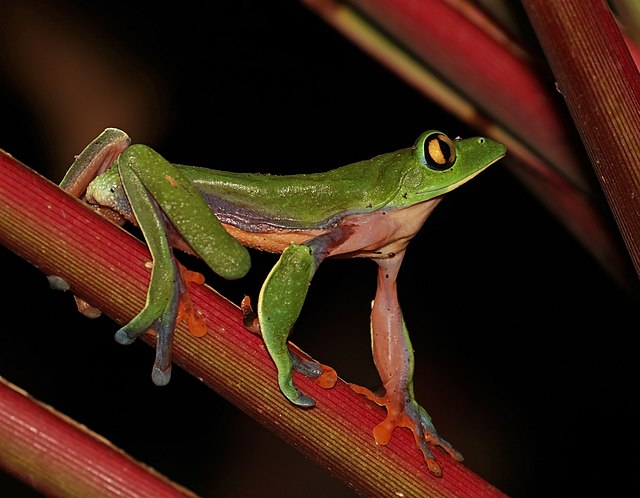 Оранжевоглазая квакша[англ.] (Agalychnis annae) из подсемейства Phyllomedusinae. Относится к уязвимым видам в Красной книге. Провинция Эредия, Коста-Рика