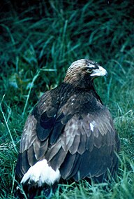 State Bird of Albania