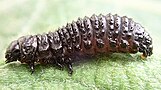 Gonioctena viminalis larva side.jpg