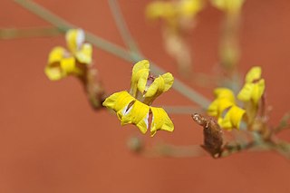 <i>Goodenia lamprosperma</i> Species of plant