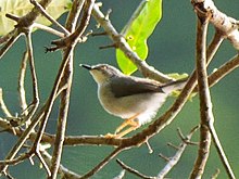 Gosling's Apalis iNaturalist.jpg