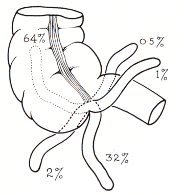 Appendix vermiformis