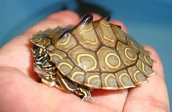 Ringed map turtle (Graptemys oculifera), juvenile