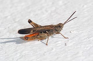 <i>Chorthippus brunneus</i> species of insect